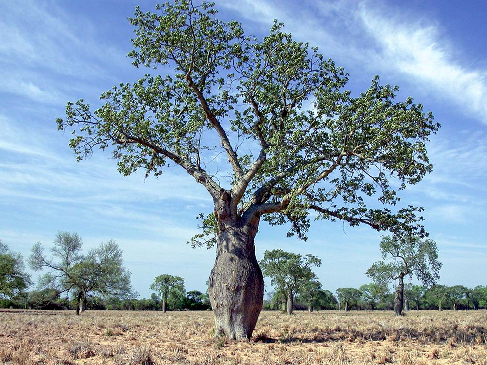A ceiba, or palo barracho, tree in Paraguay's Gran Chaco region (Wikimedia Commons/Alex Wild)