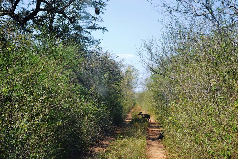 Kaa-Iya del Gran Chaco National Park and Integrated Management Natural Area in Bolivia (Wikimedia Commons/Daniel Guzman Duchen)