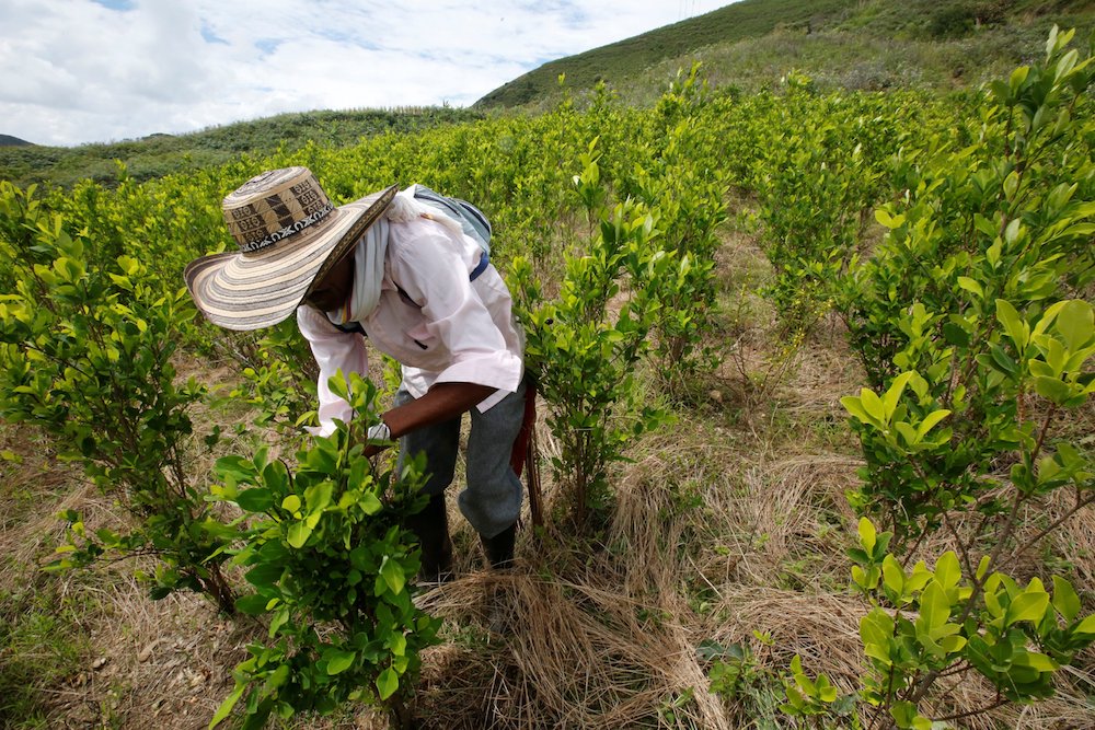 A farmer harvests a coca crop in Cauca, Colombia. Forests in Colombia, Peru and Bolivia are often are cleared for growing crops, including coca, from which cocaine is made. (CNS photo/Jaime Saldarriaga, Reuters)