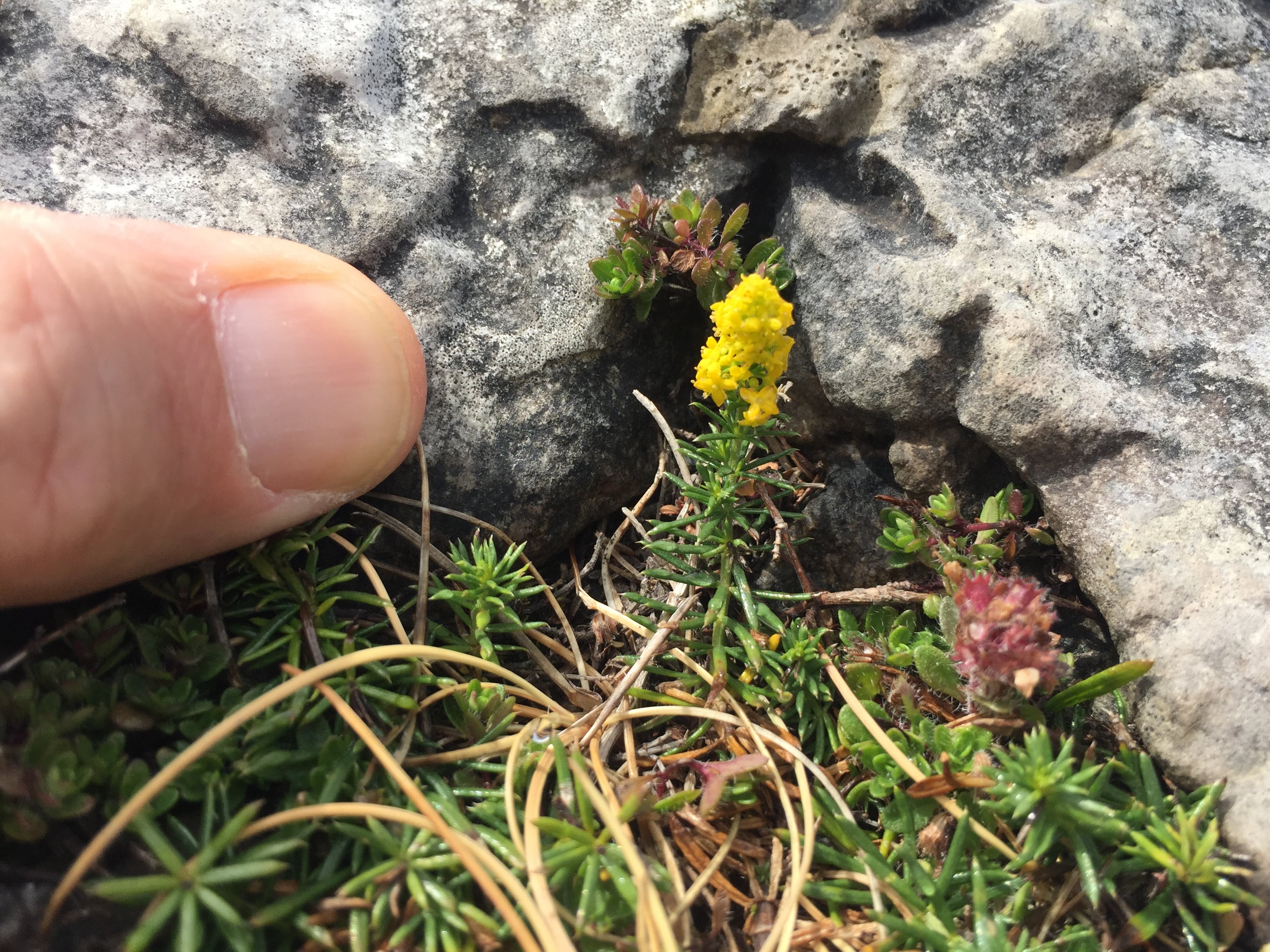 tiny flower with thumb