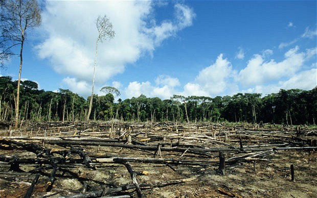  Despite a 2014 pledge by governments, corporations and others to halve deforestation by 2020, destruction of the world's tropical primary forests has increased. (Wikimedia Commons/Dikshajhingan)