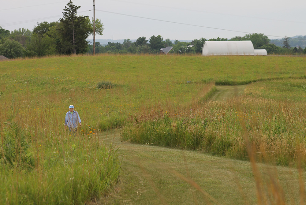A Franciscan sister walks the prairielands near the motherhouse of the Sisters of St. Francis in Dubuque, Iowa. The congregation has placed 68 acres of the property in a conservation easement. (EarthBeat photo/Brian Roewe)