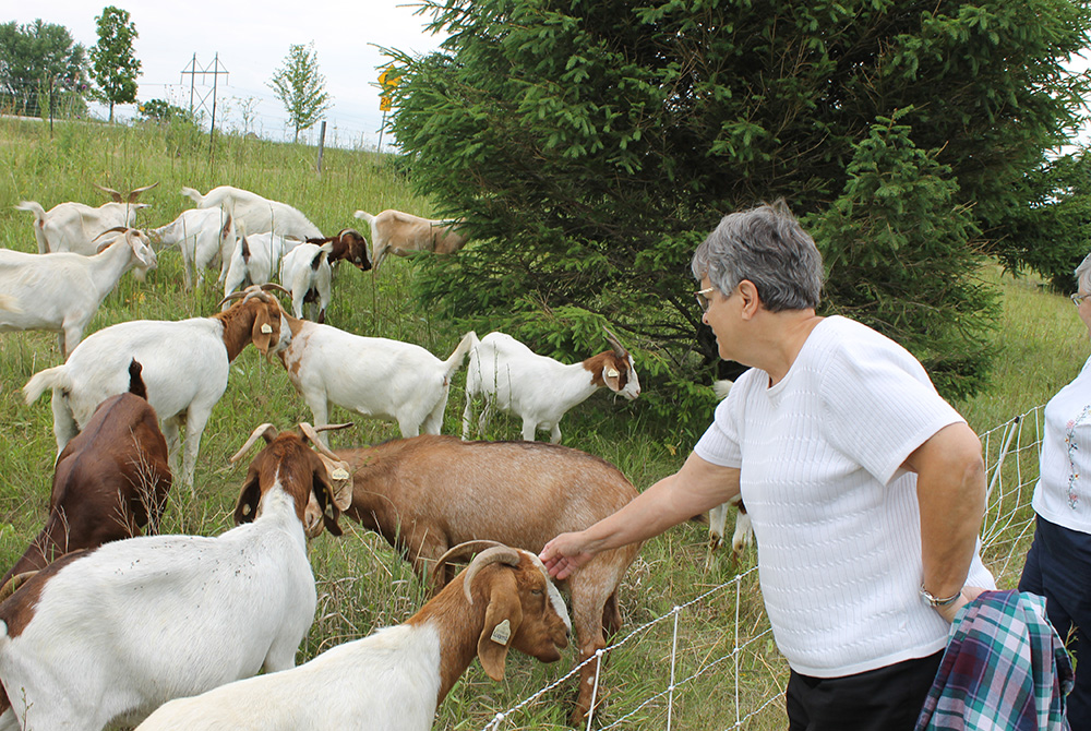 Sr. Cathy Katoski, former president of the Sisters of St. Francis of Dubuque, Iowa, pets a goat at the edge of the congregation's property. The goats are part of a program to remove invasive species from the land. (EarthBeat photo/Brian Roewe)