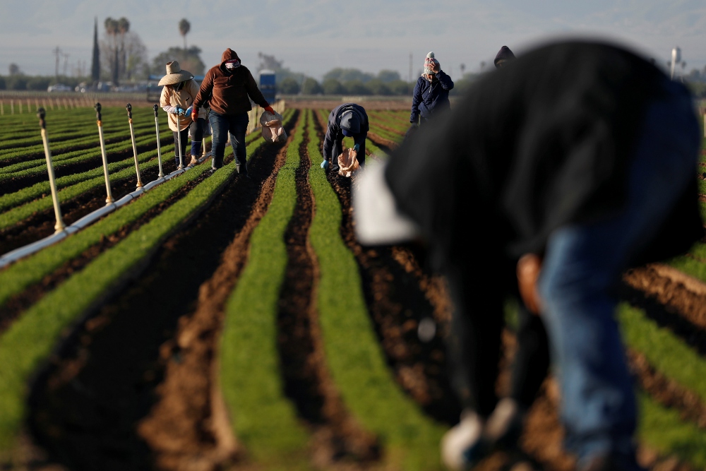 Agricultural workers in Arvin, California, clean carrot crops April 3 during the coronavirus pandemic. (CNS/Reuters/Shannon Stapleton) Agricultural workers in Arvin, California, clean carrot crops April 3 during the coronavirus pandemic. (CNS/Reuters/Shannon Stapleton)