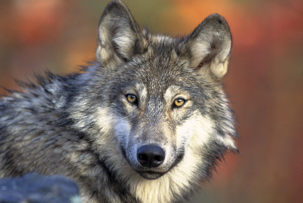 A gray wolf is pictured at rest. The Anishinaabe word for wolf means "one who shows the way." (Gary Kramer/United States Fish and Wildlife Service)