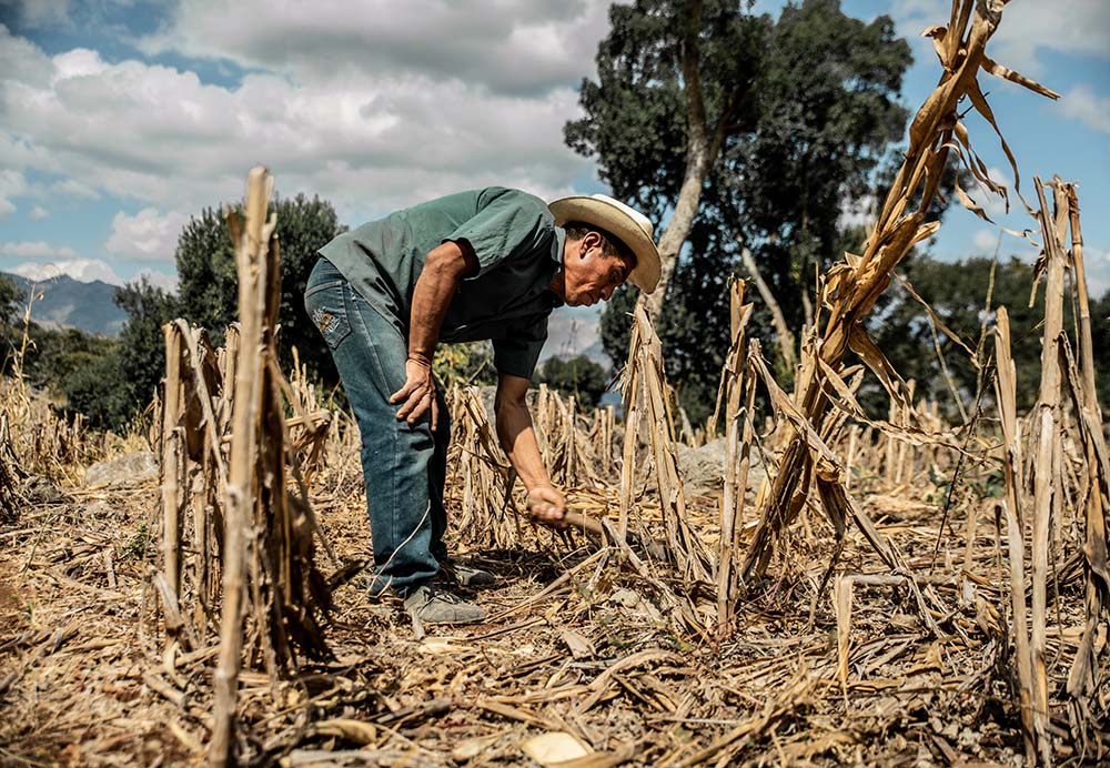 Silverio Mendez tends to a field in this 2019 photo in Barrio El Cedro, Chiquimula, Guatemala, part of a region known as "the dry corridor" due to extended droughts.