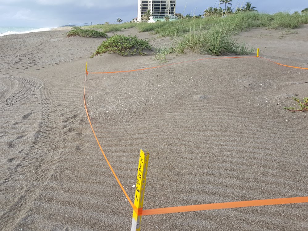 A sea turtle nest is marked by orange tape to protect it from beachgoers. Helped by conservation measures, monitoring and research, sea turtles are still nesting along Florida beaches despite development pressures. (EarthBeat photo/Gail DeGeorge) 