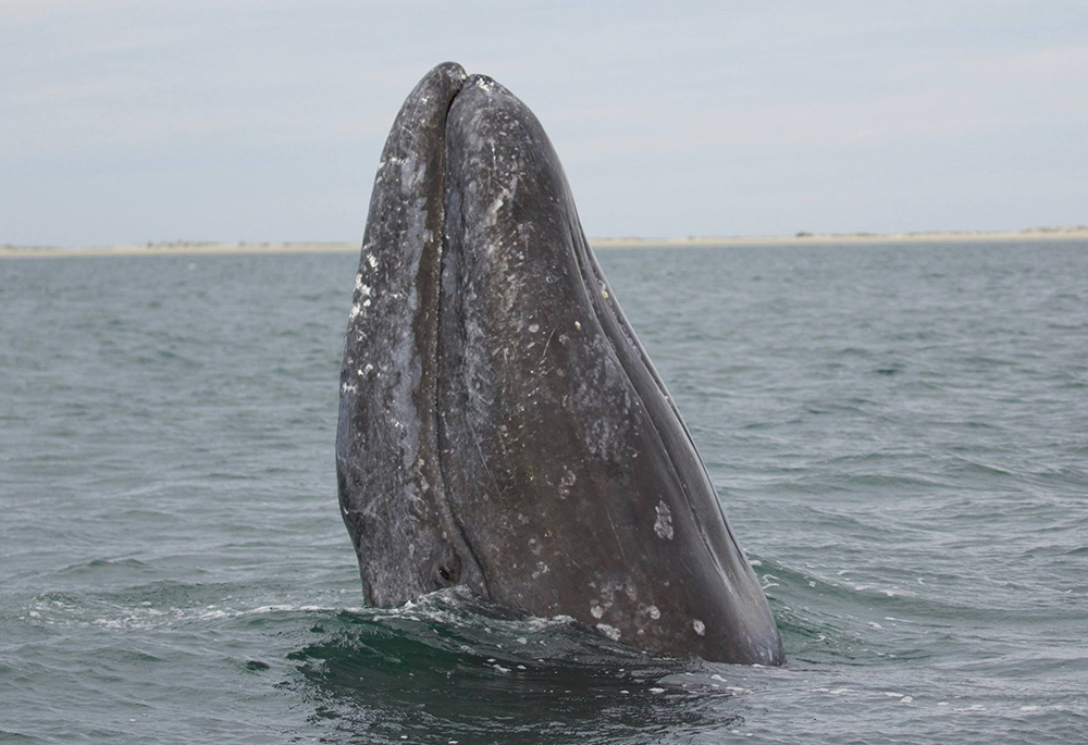 A gray whale is seen in the Alaska Maritime National Wildlife Refuge. (Wikimedia Commons/USFWS/Marc Webber)