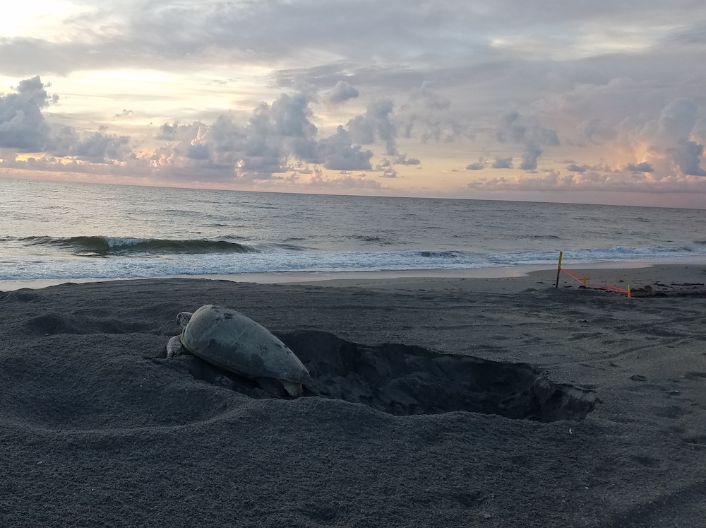 A green sea turtle, "Chelonia mydas," heads back to the water after nesting, June 14, 2020. (Ecological Associates Inc.)