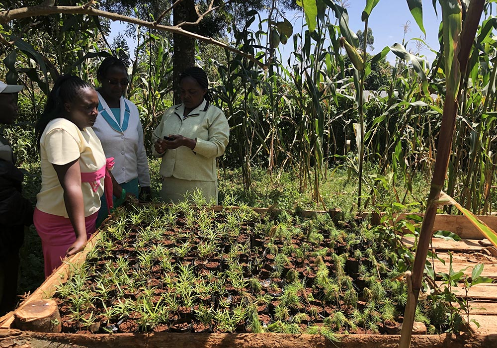 Famers who are part of the TIST program in Kenya observe some tree saplings. An estimated 75,000 Kenyan farmers are part of TIST, which works with farmers in four countries who grow trees that are then used for selling carbon offsets. (The TIST Program)