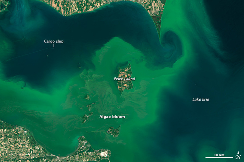 An algal bloom in Lake Erie in July 2015 shows up in green on a satellite image. (NASA Earth Observatory)