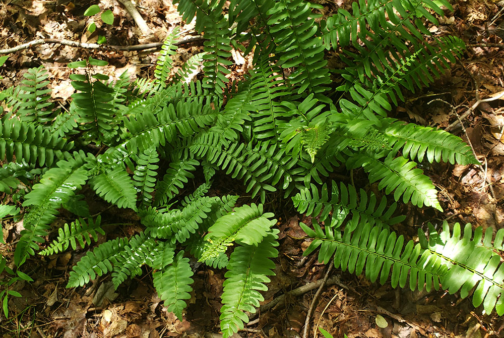 Ferns grow in the shade of woodlands in the Maryknoll Sisters' conservation easement in Ossining, New York. (EarthBeat photo/Chris Herlinger)