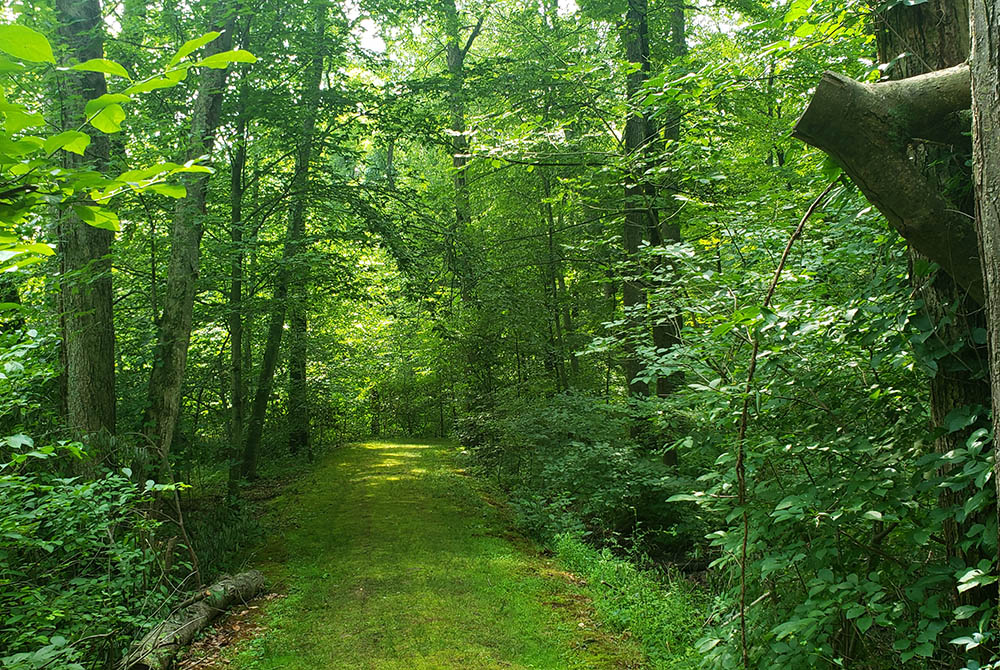 A trail winds through the area of the Maryknoll Sisters' property that is included in the conservation easement. (EarthBeat photo/Chris Herlinger)