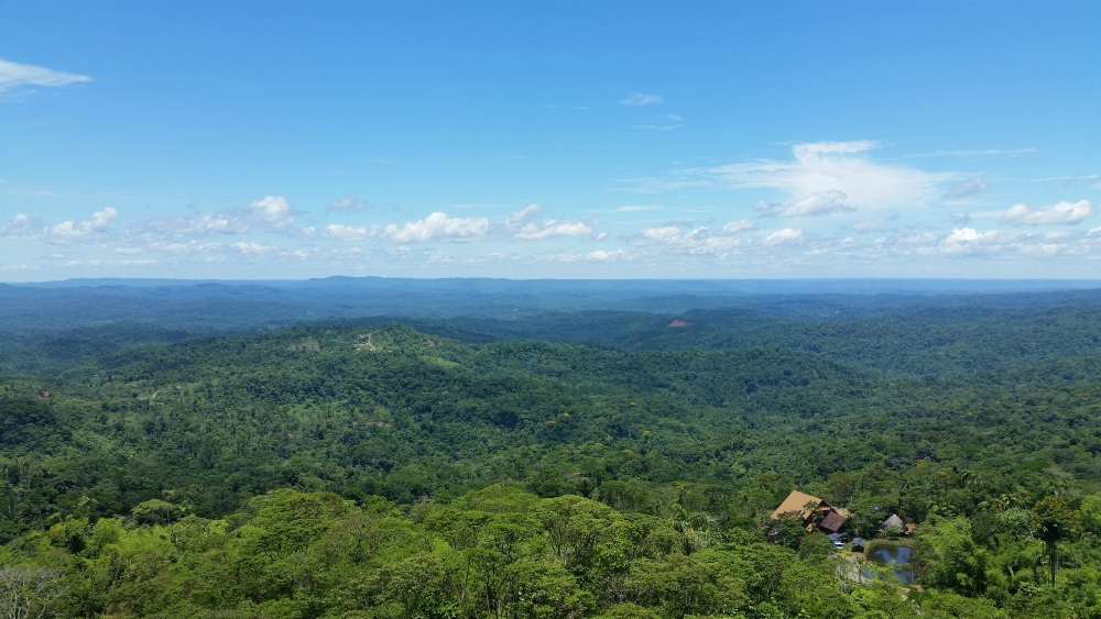 A view of the Amazon rainforest on the Puyo-Macas road in Ecuador (Wikimedia Commons/David C. S.) A view of the Amazon rainforest on the Puyo-Macas road in Ecuador (Wikimedia Commons/David C. S.)