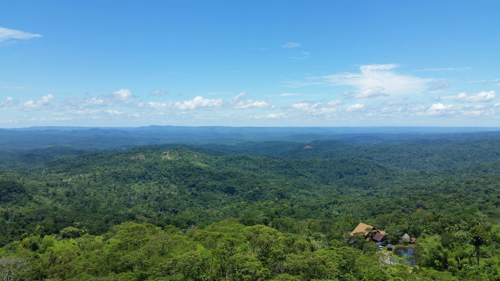 A view of the Amazon rainforest on the Puyo-Macas road in Ecuador (Wikimedia Commons/David C. S.)