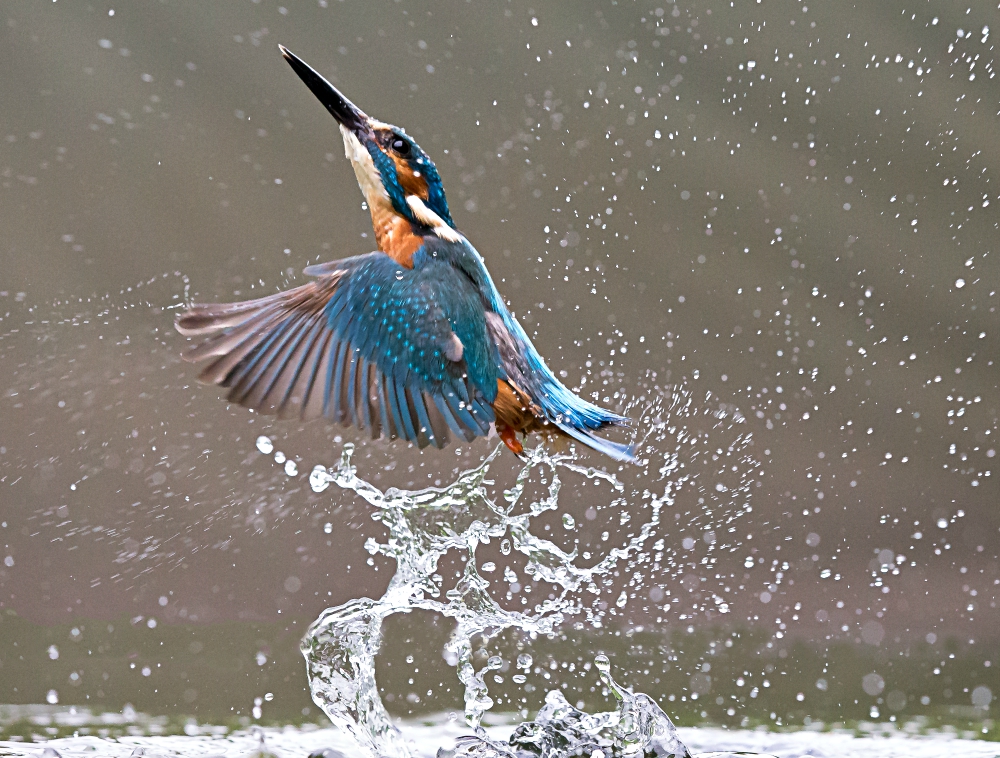 A kingfisher in flight (Wikimedia Commons/Andy Morffew)