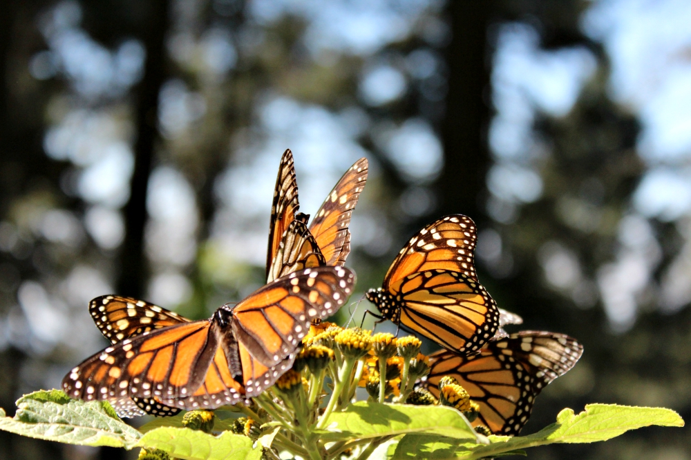 Monarch butterflies gather at the Monarch Butterfly Biosphere Reserve in Michoacán, Mexico. (Wikimedia Commons/Luis Avalos)