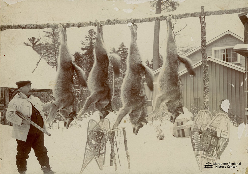 A hunting lodge scene circa 1920s, featuring a rack of wolves that have been shot (Courtesy of Marquette Regional History Center)