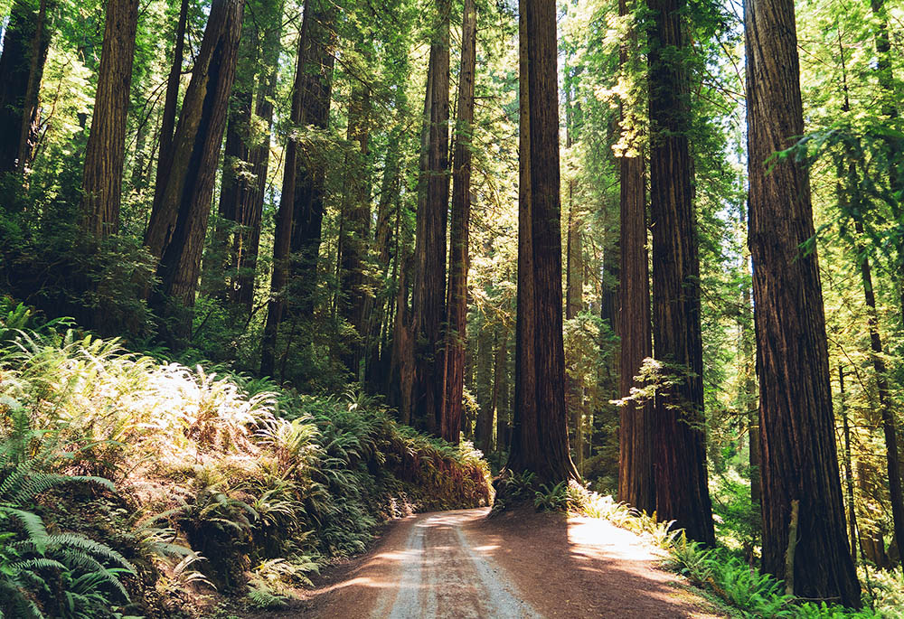 Redwood trees in Northern California (Unsplash/Creative Commons/Dan Meyers)