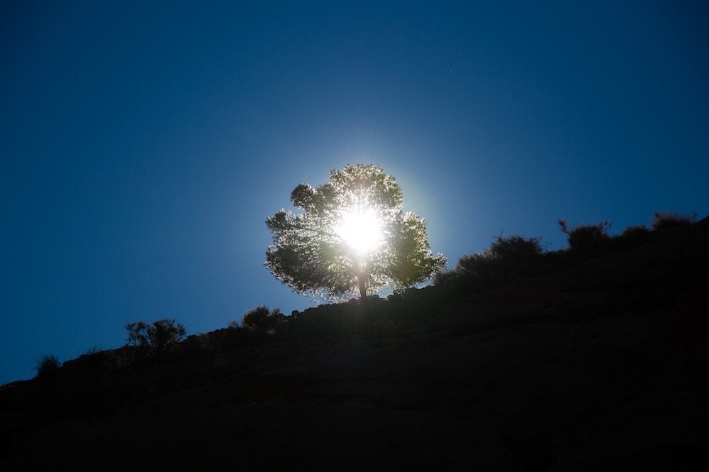 Photo of tree on a hill