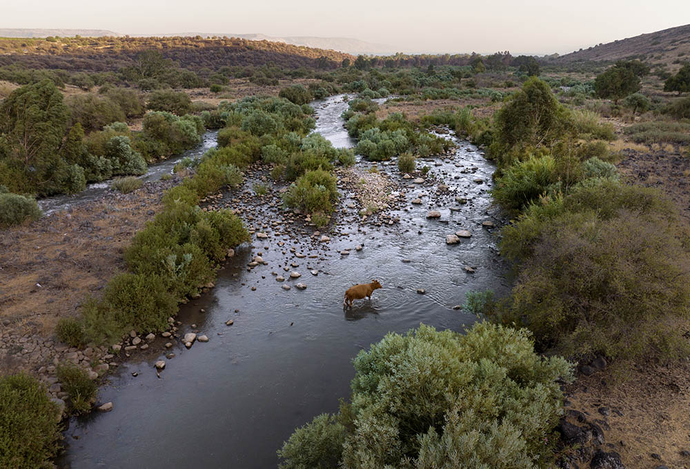 A cow crosses the Jordan River near Kibbutz Karkom in northern Israel on July 30. (AP/Oded Balilty)