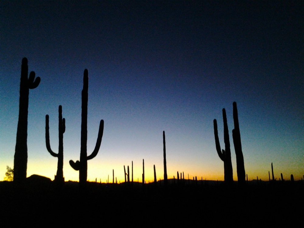 Saguaros at sunset in the Organ Pipe Cactus National Monument (Wikimedia CommonsAtlas.Spheres)