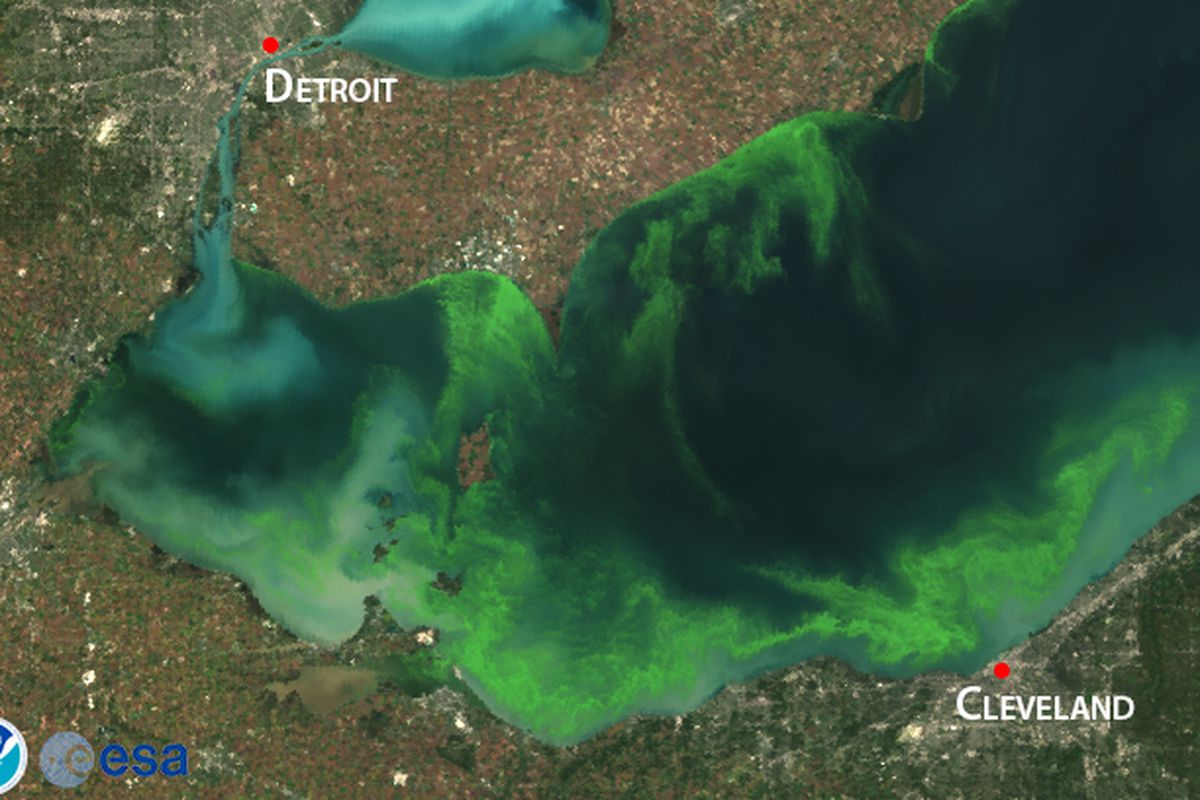 Satellite image shows an intense algae bloom in 2013, mainly in the western part of the Lake Erie basin. (Courtesy of NOAA)