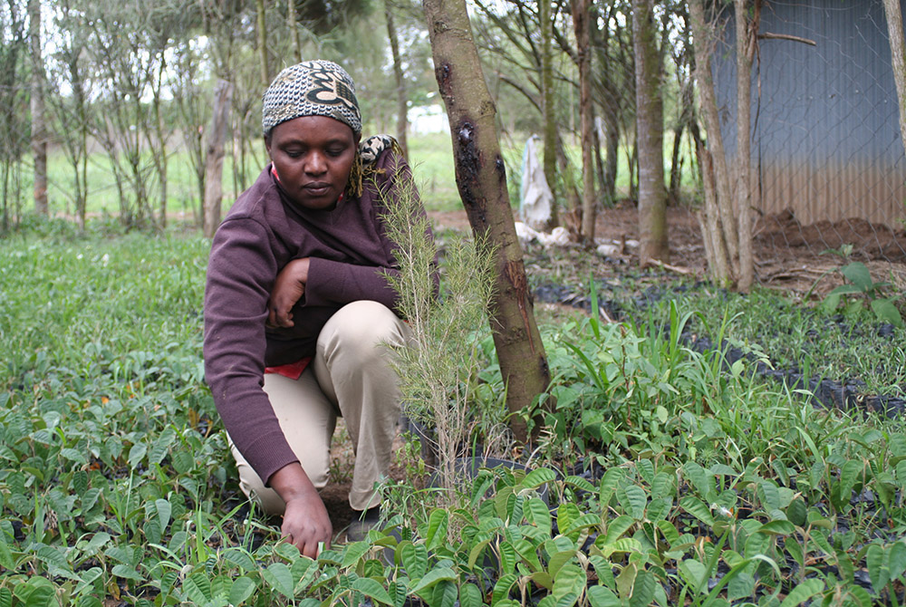 About 100,000 farmers in four countries are part of The International Small Group and Tree Planting Program, or TIST, which allows individuals and corporations to fund trees that are used as part of a carbon-offset market. (The TIST Program)