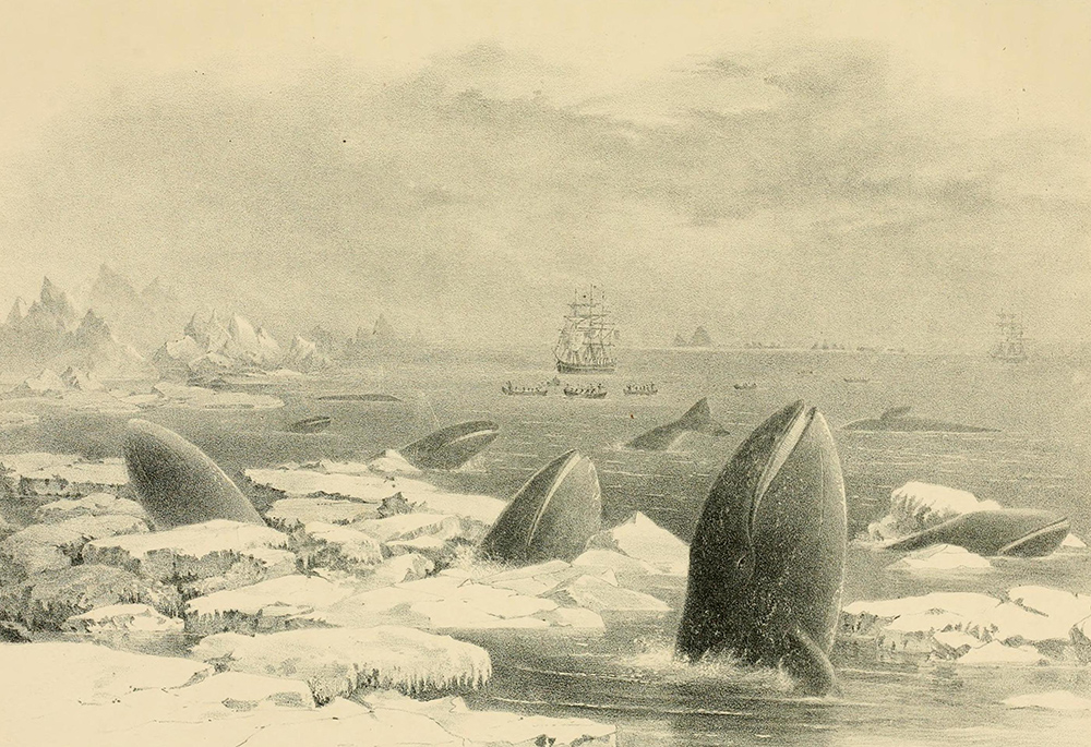 "California Grays Among the Ice" by Charles Melville Scammon, 1874 (Wikimedia Commons/Biodiversity Heritage Library)