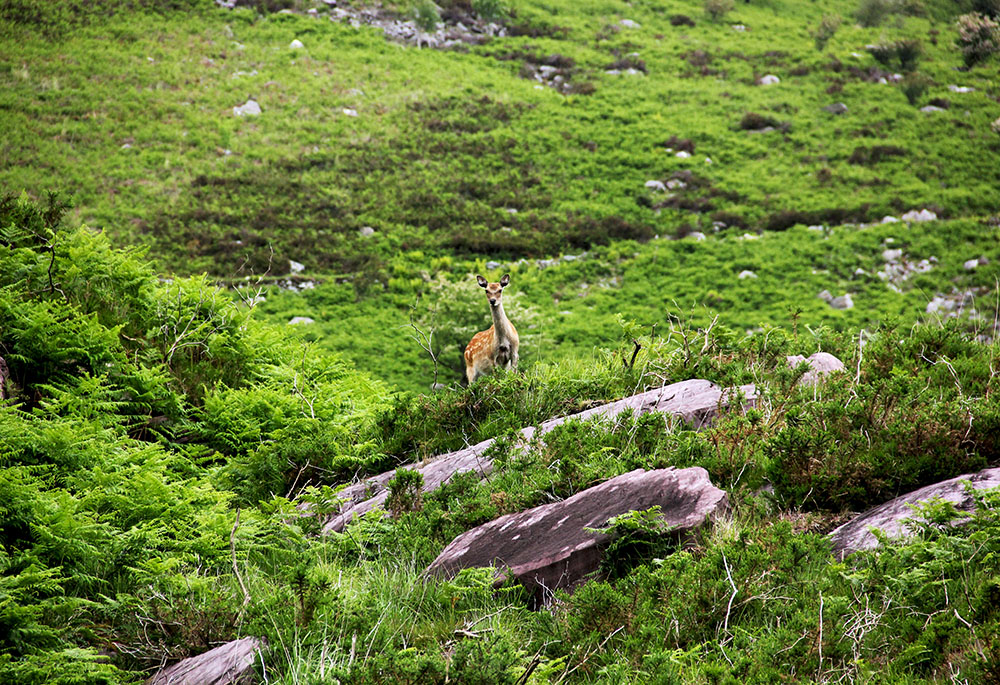 A doe deer in green grass at the Gap of Dunloe, Ireland (Unsplash/Alexandra Borovova) A doe deer in green grass at the Gap of Dunloe, Ireland (Unsplash/Alexandra Borovova)