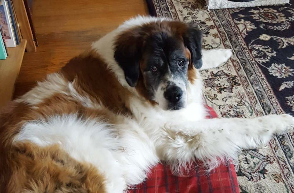 Ambrose on his dog bed awaits his salmon jerky treats. (Provided photo) Ambrose on his dog bed awaits his salmon jerky treats. (Provided photo)