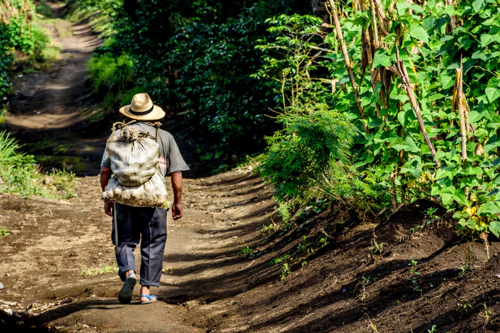 A farmworker walks through a coffee plantation in October 2017 in San Miguel Duenas, near Antigua, Guatemala. (Dreamstime/Lucy Brown) A farmworker walks through a coffee plantation in October 2017 in San Miguel Duenas, near Antigua, Guatemala. (Dreamstime/Lucy Brown)