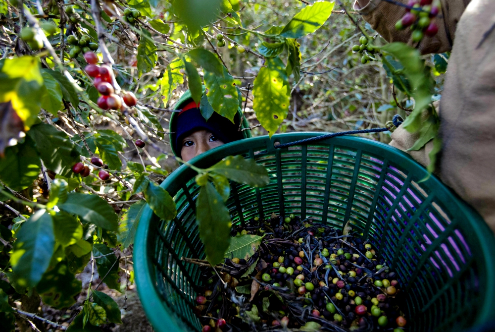 A boy looks at his mother as she picks coffee beans on a farm in Alotenango, a rural community in Guatemala hit by the coffee rust disease La Roya in 2013. (Newscom/EFE/Saul Martinez)