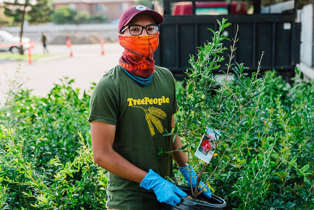 The organization TreePeople announced it distributed free fruit trees on Aug. 14 to 250 households in Huntington Park in Los Angeles County. (Courtesy of TreePeople)