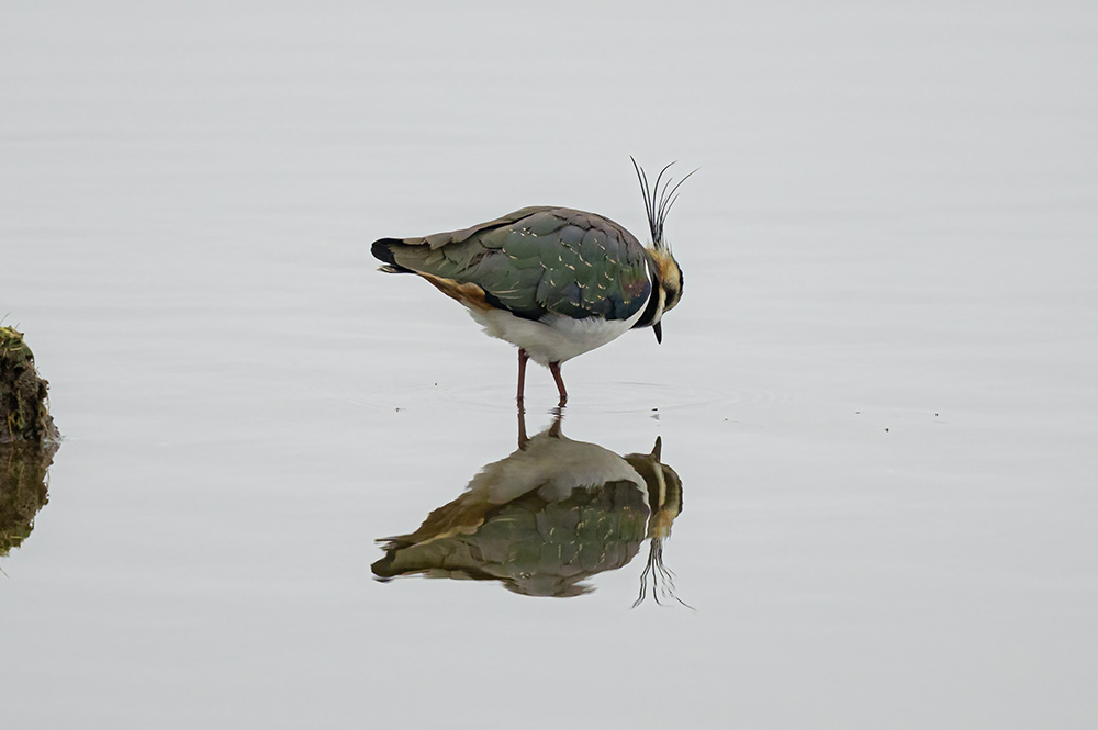 Bird reflection (Unsplash/Jonny Gios)