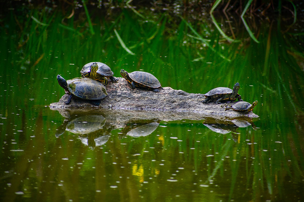 Turtles (Unsplash/Manuel Velasquez)