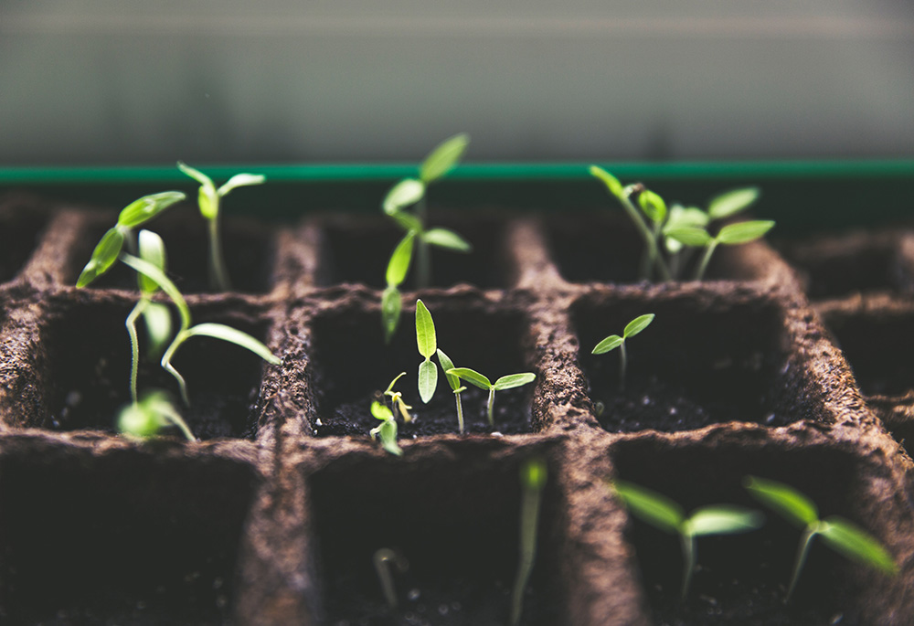 Seedlings (Unsplash/Markus Spiske)