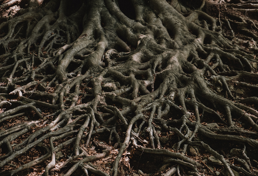 (Unsplash/Matteo Grando) (Unsplash/Matteo Grando)