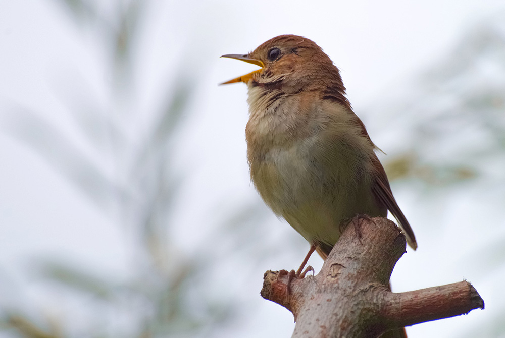 A nightingale is pictured. Linda Chase completed a degree in sustainable education with a concentration in ecomusicology. That field, she said, explores the interconnections among music, culture and nature. (Pixabay/wal_172619)