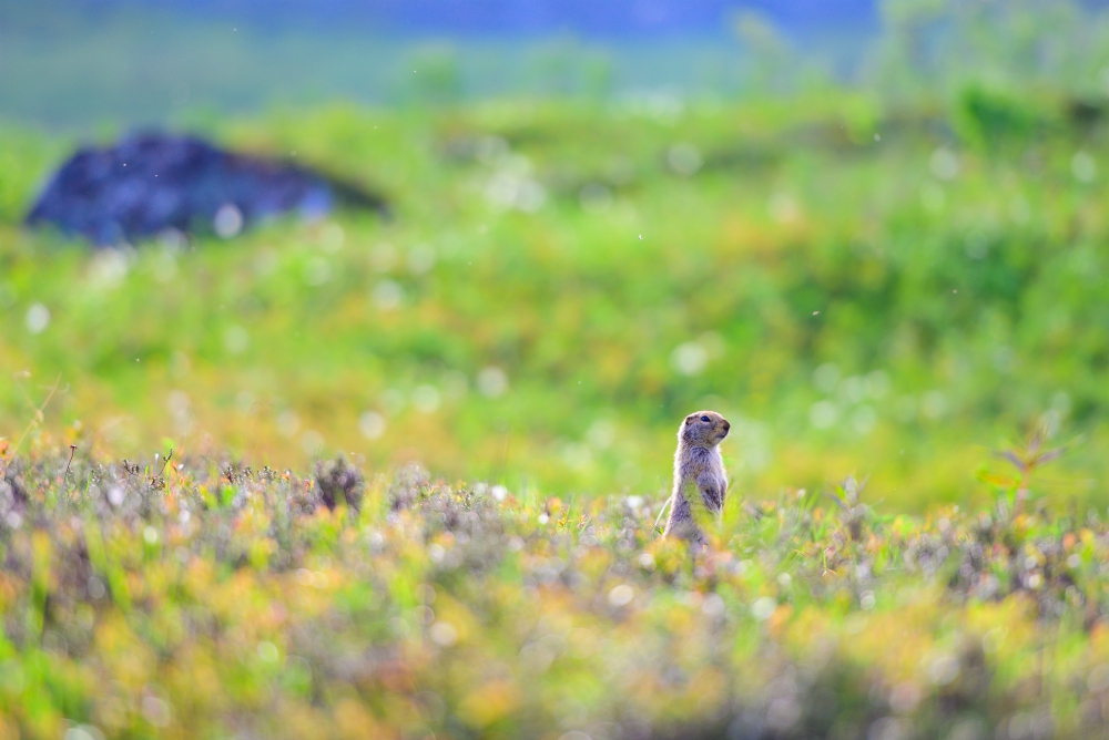 A prairie dog stands near a hill outside of Independence Mine State Historical Park near Palmer, Alaska, June 26. (CNS/The Compass/Sam Lucero) A prairie dog stands near a hill outside of Independence Mine State Historical Park near Palmer, Alaska, June 26. (CNS/The Compass/Sam Lucero)