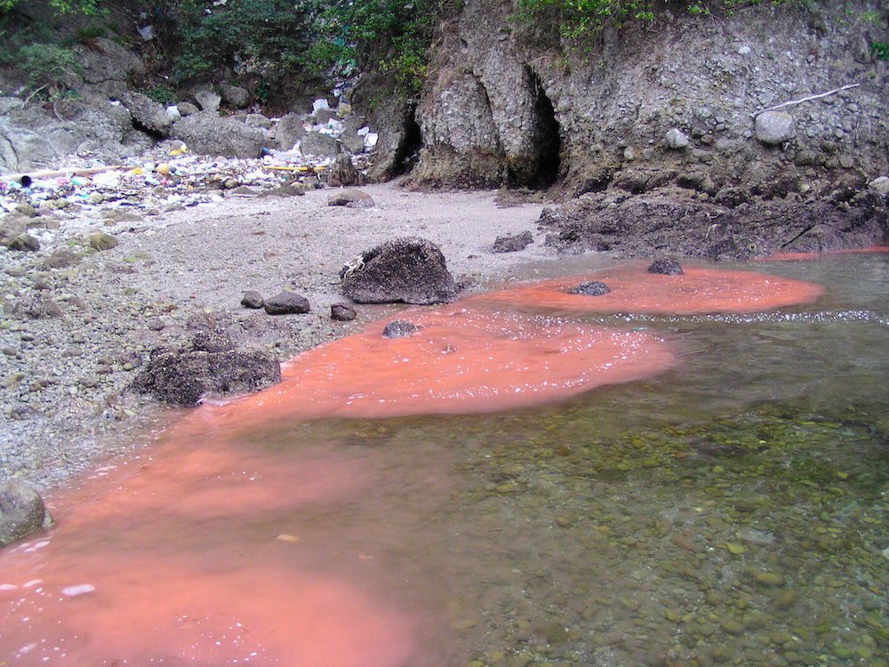 Trash can be seen at the coastline where there is a "red tide" caused by an abundance of Noctiluca scintillans organisms