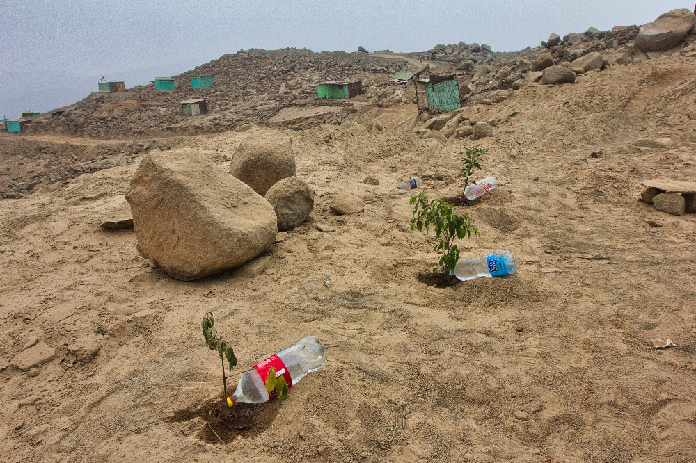Bottles serve as a makeshift irrigation system for plants in a new settlement of houses on a barren hillside in Lima, Peru. (Photo by Barbara Fraser)