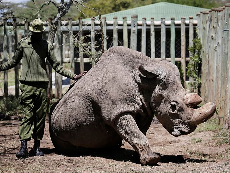 The last male rhino of its kind dies. African religious leaders call it a  spiritual loss. | National Catholic Reporter