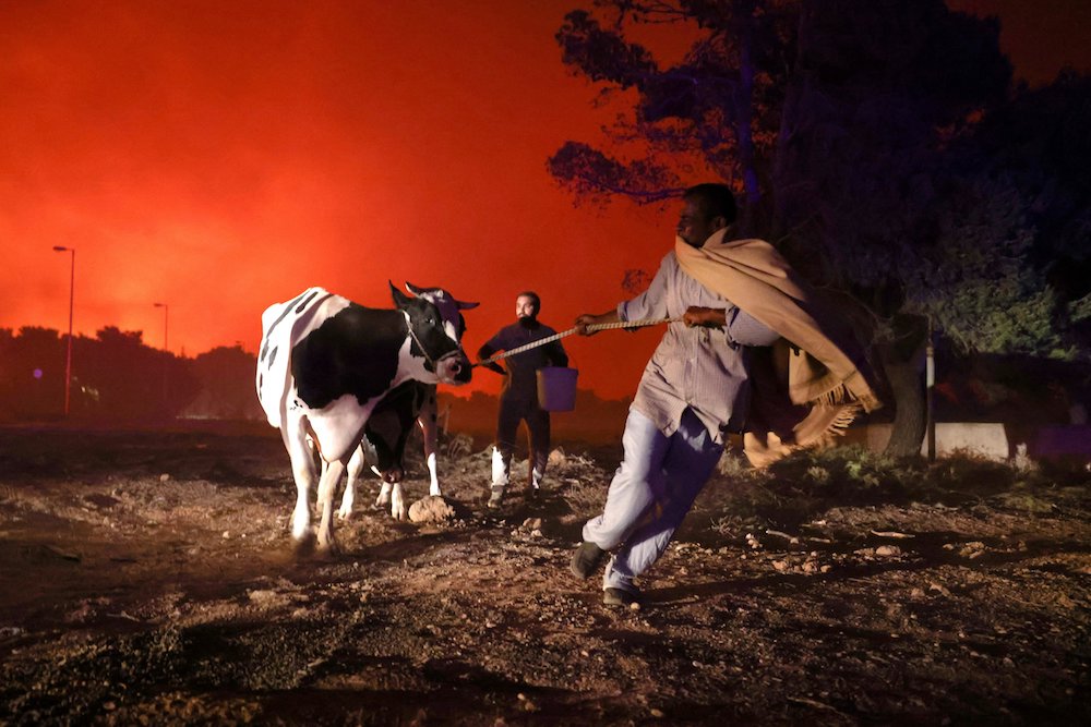Local residents evacuate the area with their animals as a wildfire rages in Thrakomakedones, Greece, Aug. 7. A Greek archbishop said the country must be more sensitive and careful when it comes to ecology and preparedness. (CNS photo/Giorgos Moutafis, Reu