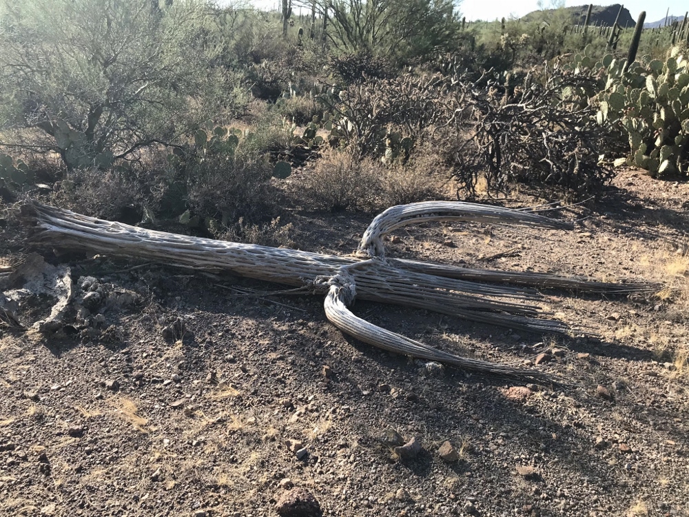 The fibrous skeleton of a dead saguaro cactus (Tracey Horan) The fibrous skeleton of a dead saguaro cactus (Tracey Horan)