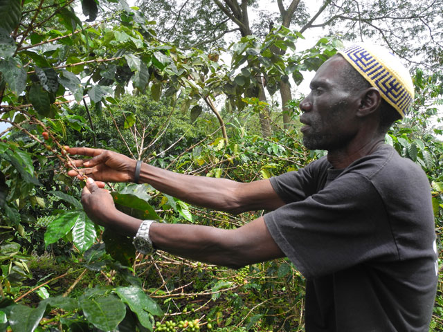 JJ Keki checks a coffee plant next to the Delicious Peace coffee cooperative's drying shed in the Mbale region of Uganda. (Photos by Melanie Lidmane)