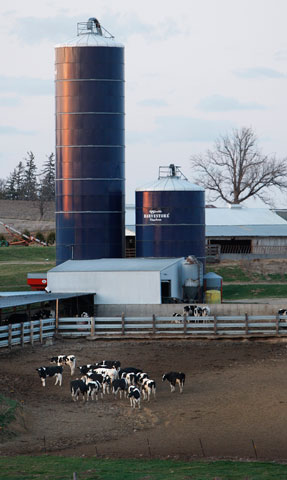 Cows graze near a silo in 2009 on a farm at sunset just outside Postville, Iowa. The partisan battles over cutting the current federal budget are likely to factor into what the 2013 farm bill will look like. (CNS/Bob Roller)
