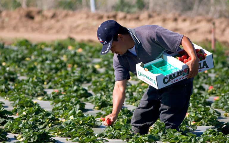 A migrant farmworker picks strawberries in Santa Maria, Calif. (Newscom/DanitaDellmont.com/David R. Frazier)