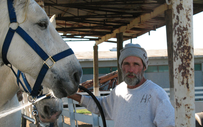Inmate Howard Ray, 57, who is serving life for second-degree murder, works with Percheron, a breed of draft horse used at the penitentiary. He breaks and trains the horses and drives hitches. (Cheryl Wittenauer)