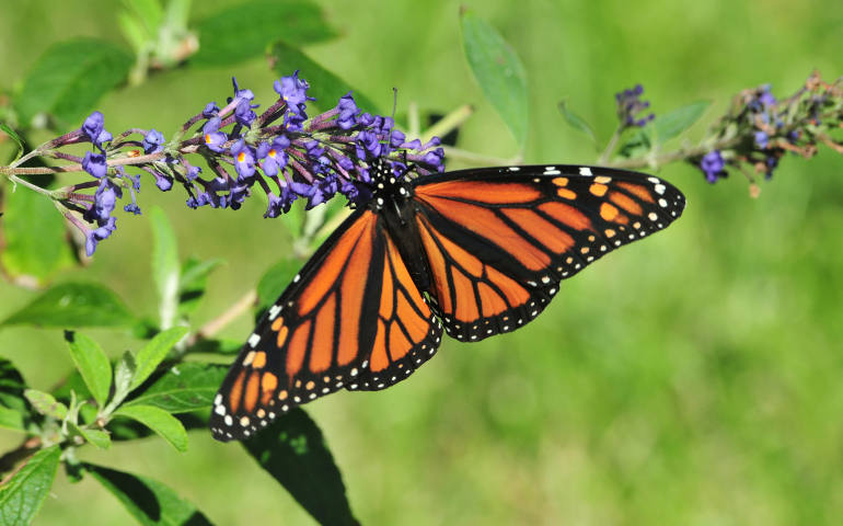 A monarch butterfly feeds on a butterfly bush Oct. 6, 2011 on Maryland's Eastern Shore near Cambridge in preparation for its autumn migration to Mexico. (CNS photo/Thomas Lorsung)